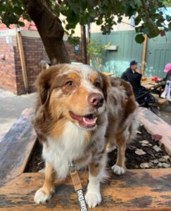 The Henson Park Hotel